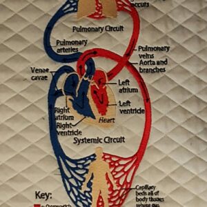 Pulmonary Circuit