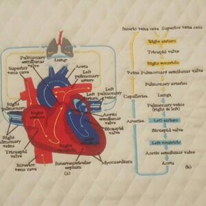 Heart and Lungs