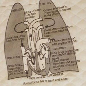 Lungs